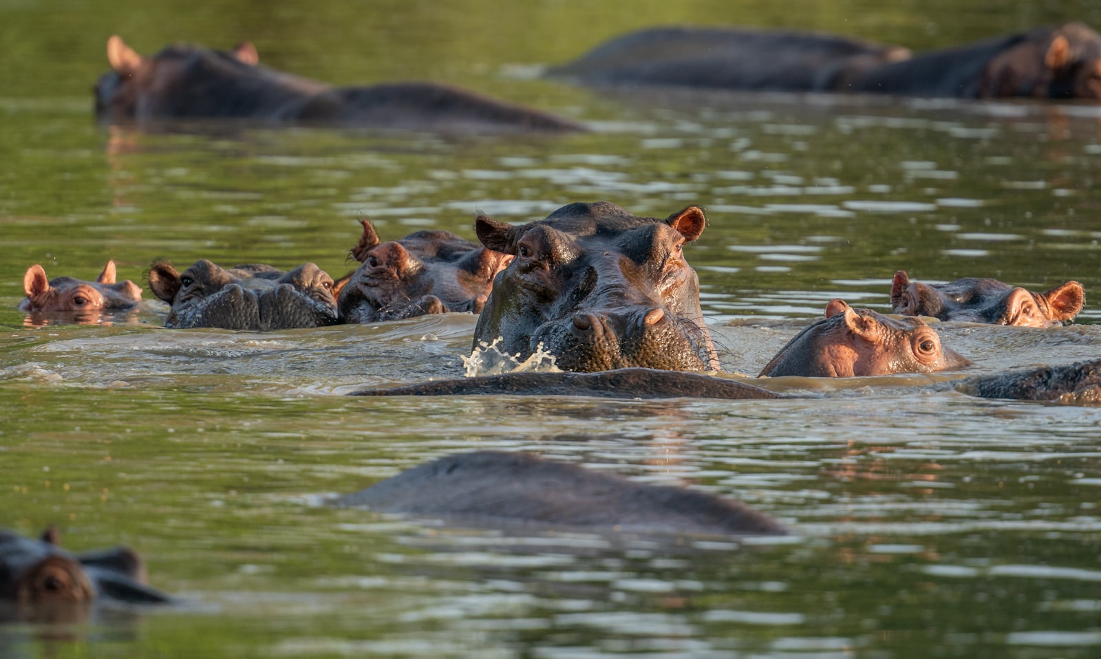 Hippopotamuses gathered in the Rufiji River
