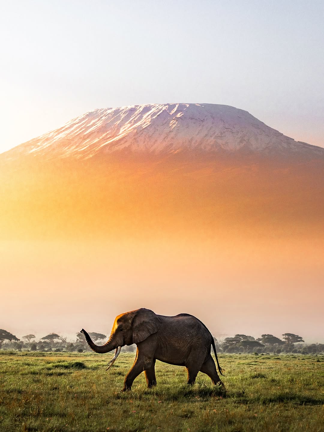 An elephant walking below Mount Kilimanjaro